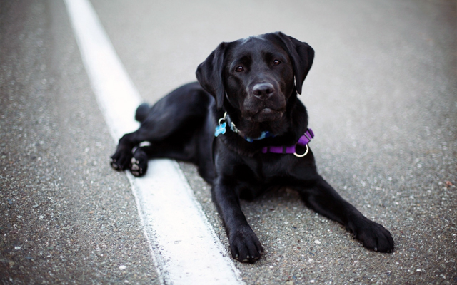 Чёрный пёс на дороге — плохая примета